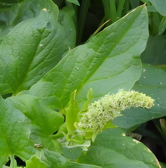 Brave Hendrik (Chenopodium bonus-henricus)