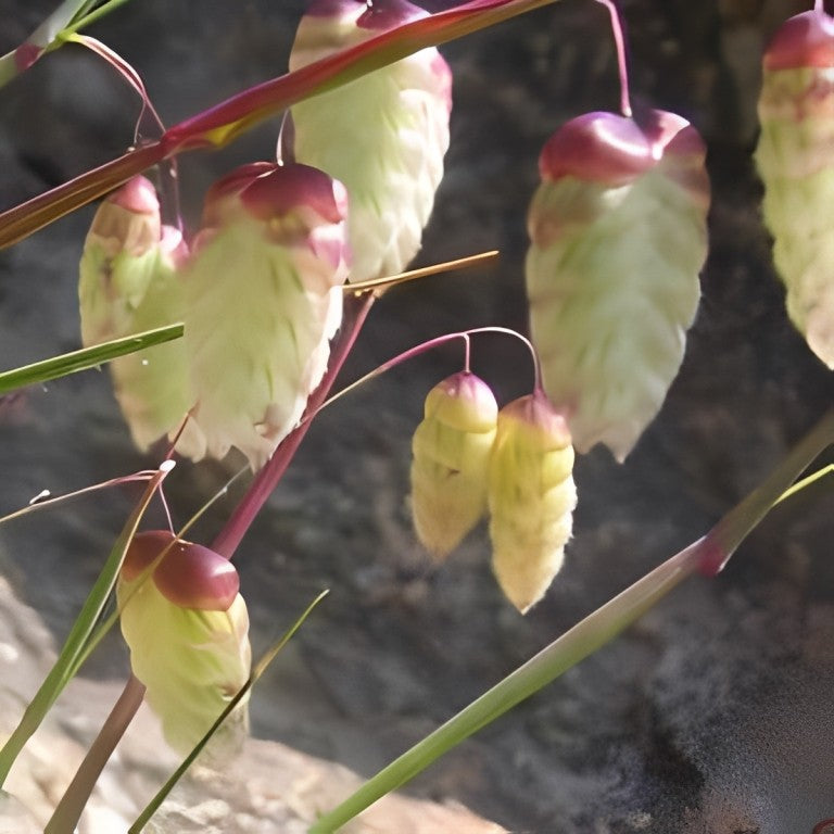 Briza maxima (Groot Trilgras)