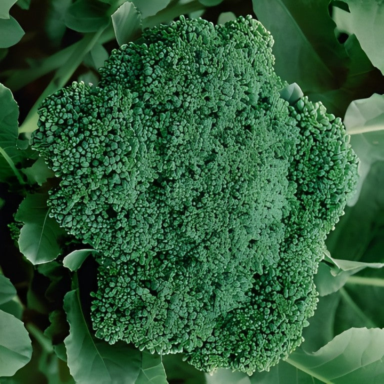 Broccoli - 'Calabrese Natalino'