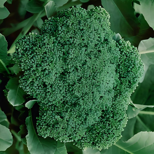 Broccoli - 'Calabrese Natalino'