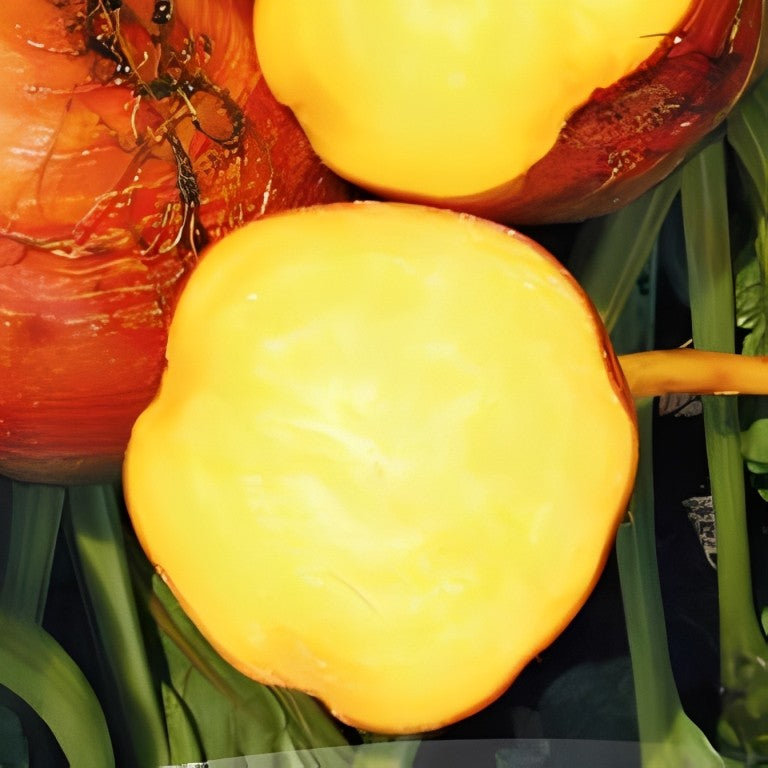 Bieten / Kroten - 'Burpee's Golden'