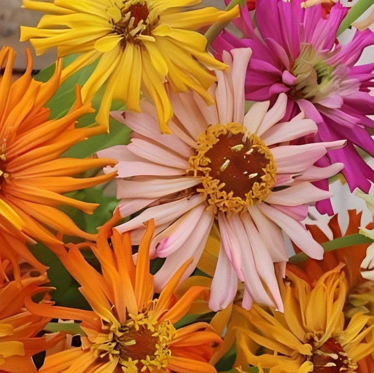 Zinnia elegans - 'Cactus Flowered Mix'