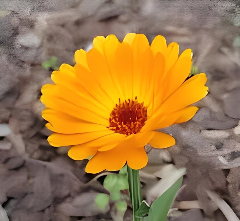 Calendula officinalis (Goudsbloem)