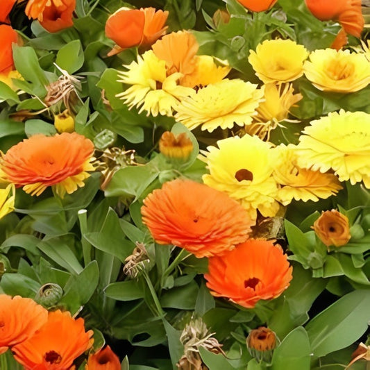 Calendula officinalis - 'Pacific Beauty Mix'