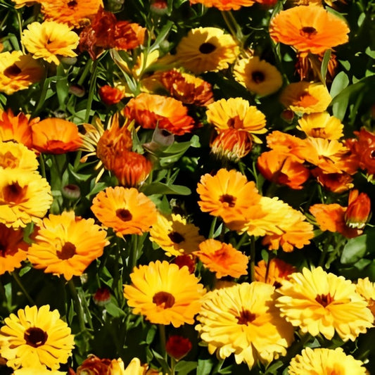 Calendula officinalis - 'Touch of Red Mix'