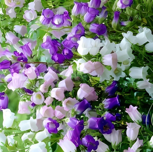 Campanula medium - 'Single Flowered Mix'