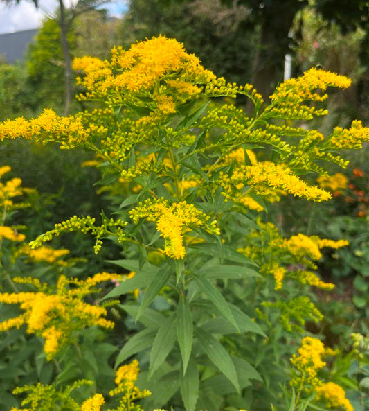 Canadese Guldenroede