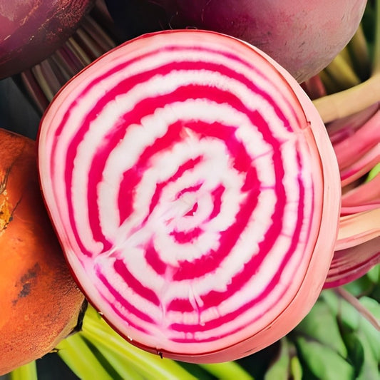 Bieten / Kroten - 'Chioggia'