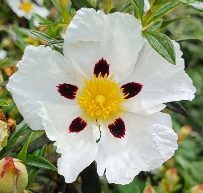 Cistus ladanifer