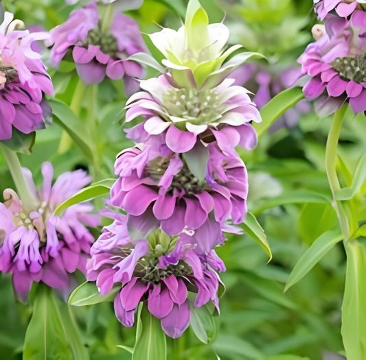 Citroenbergamot - 'Purplish Lilac'