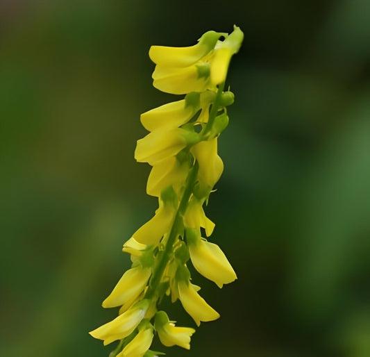 Citroengele Honingklaver