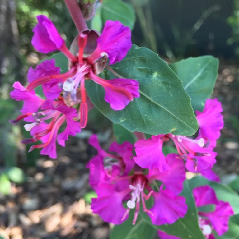 Clarkia unguiculata (Amandelroosje) - 'Purple'