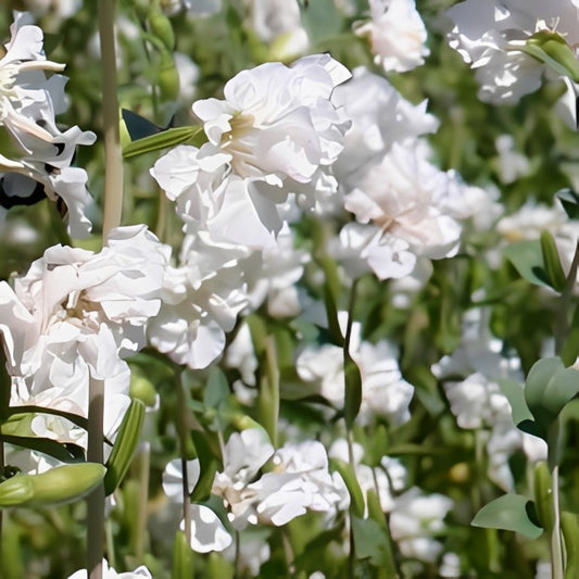 Clarkia unguiculata (Amandelroosje) - 'White Flowered'