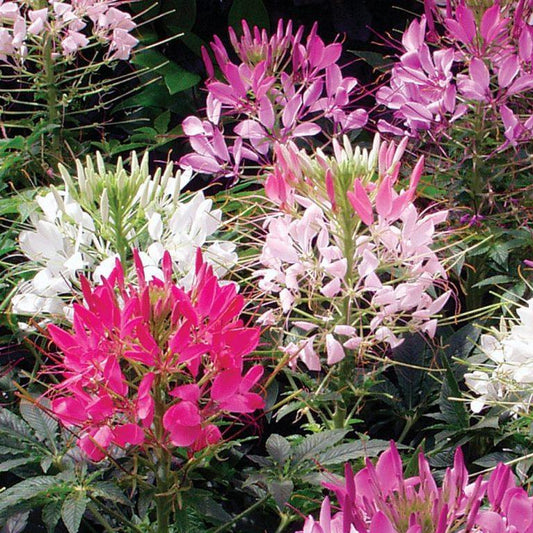 Cleome hassleriana - 'Mixed'