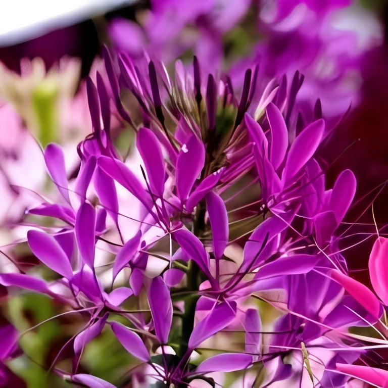 Cleome hassleriana (Kattensnor) - 'Violet Queen'