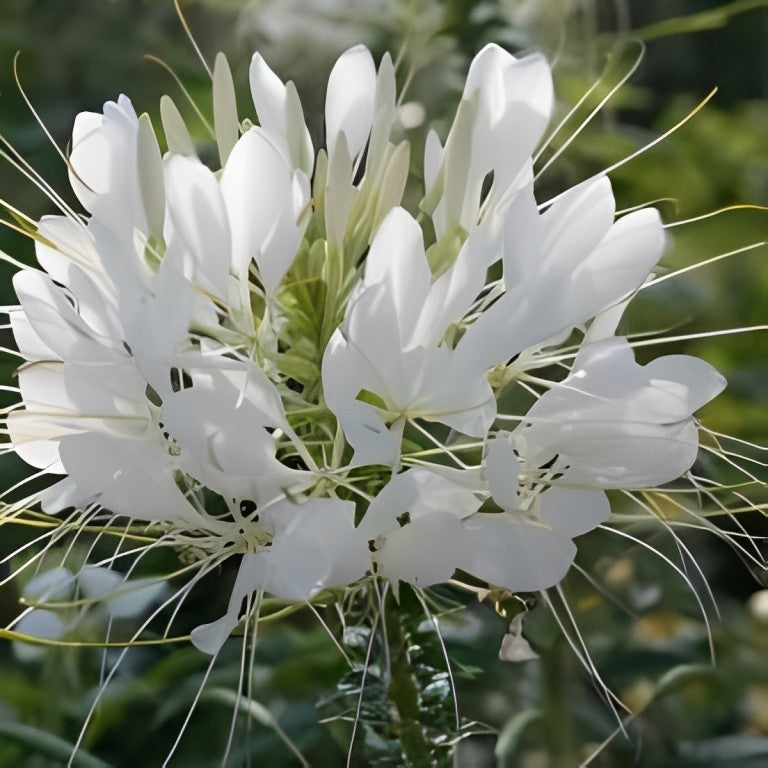Cleome hassleriana (Kattensnor) - 'White Queen'