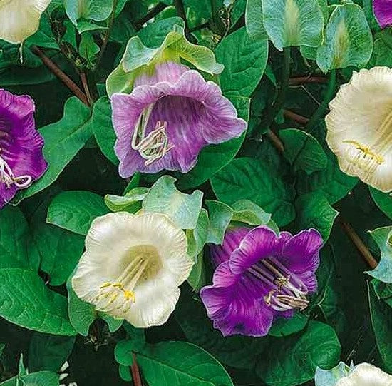 Cobaea scandens - 'Mixed'