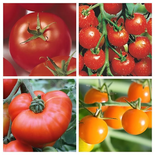 Pick & Mix uw Tomaten