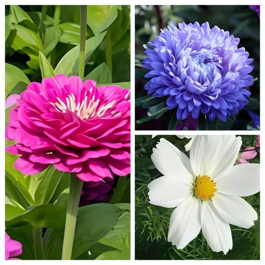 Pick & Mix uw Zomerbloeiers