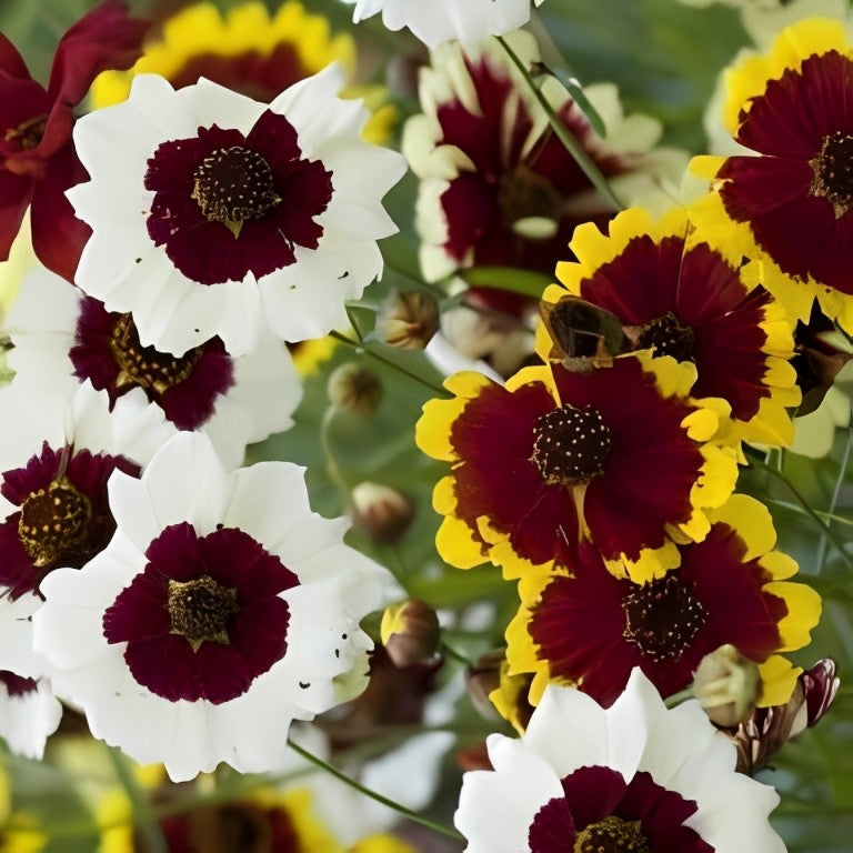 Coreopsis tinctoria - 'Tall Mixed'