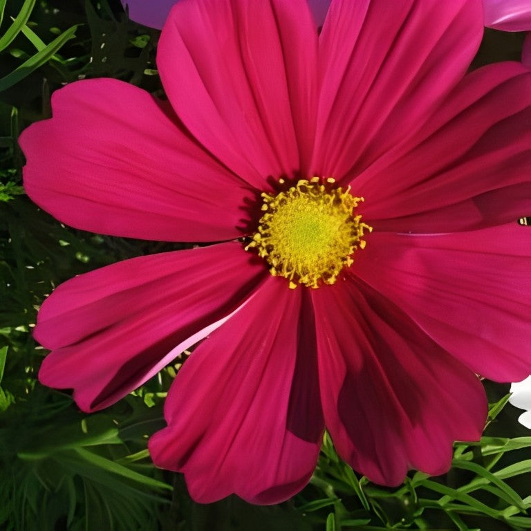Cosmea bipinnatus - 'Sensation Dazzler'