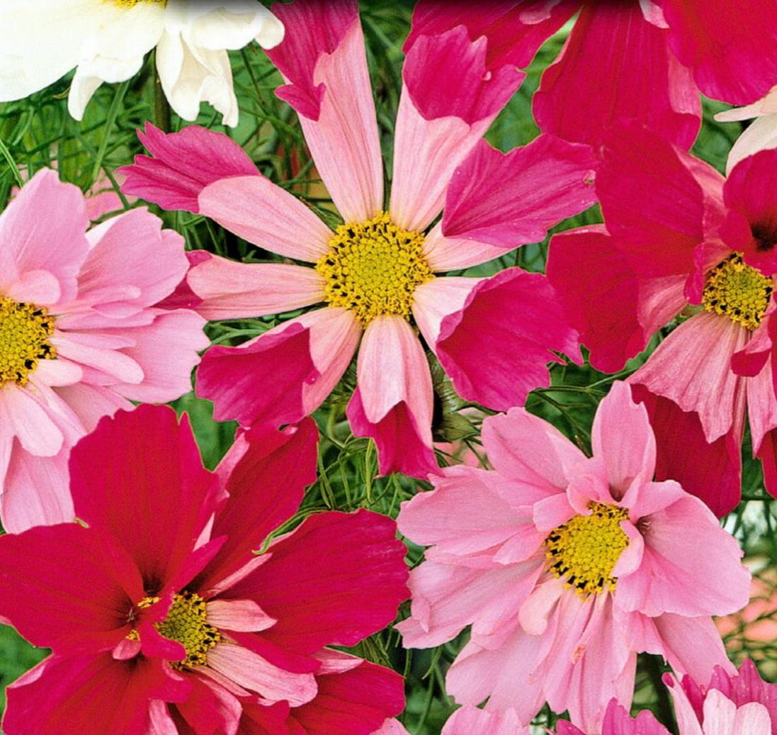 Cosmea - 'Sea Shells Mix'