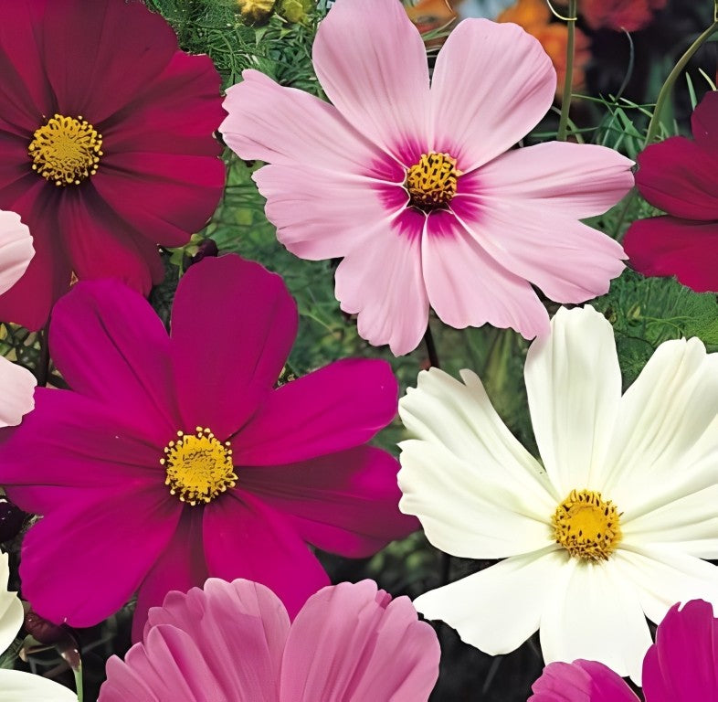 Cosmea bipinnatus - 'Dwarf Sensation Mix'
