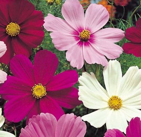 Cosmea bipinnatus - 'Sensation Mix'