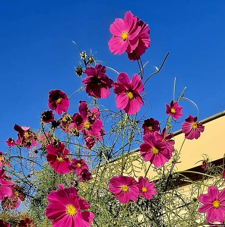 Cosmea bipinnatus - 'Sensation Dazzler'