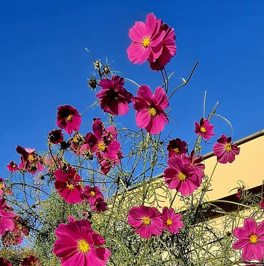 Cosmea bipinnatus - 'Sensation Dazzler'