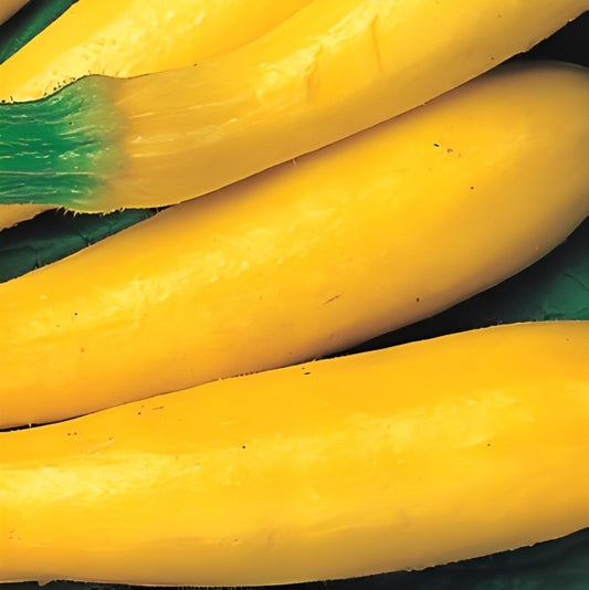 Courgette - 'Goldena'