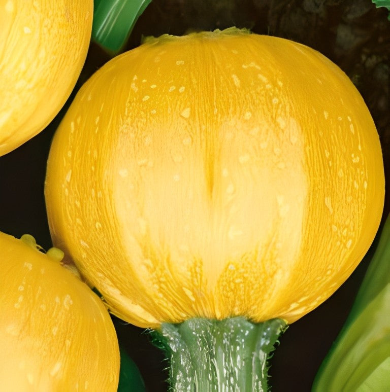 Courgette - 'One Ball F1'