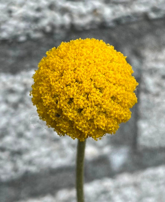 Craspedia globosa (Drumstokjesplant) - 'Billy Buttons'