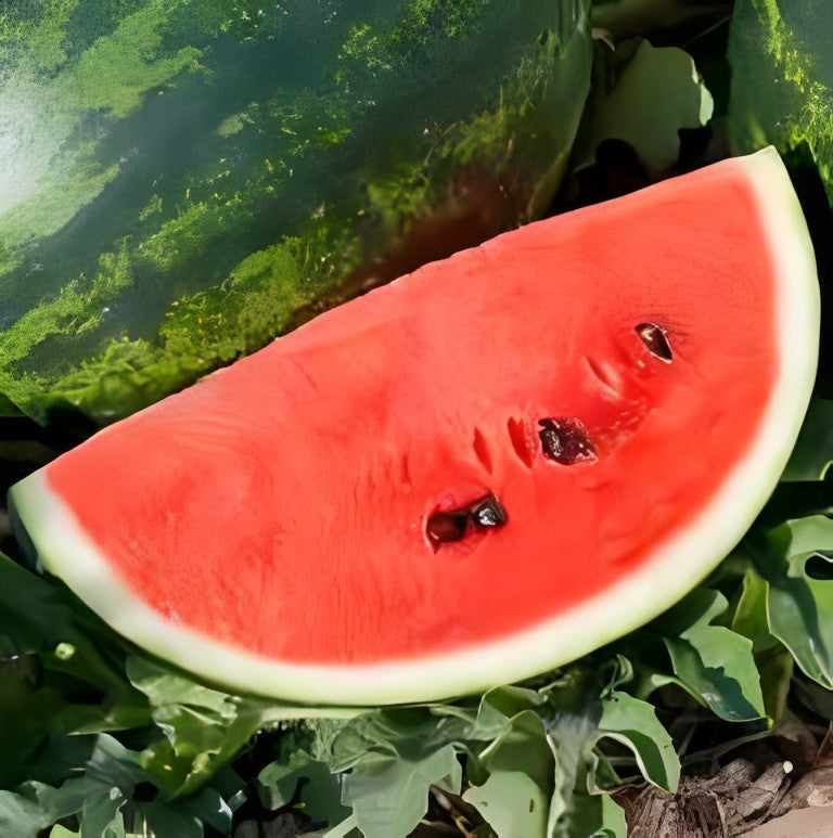 Watermeloen - 'Crimson Sweet'