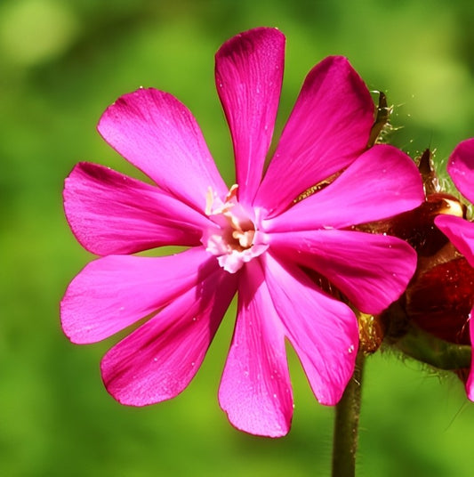 Dagkoekoeksbloem (Silene dioica)