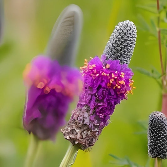 Dalea purpurea (Prairieklaver)