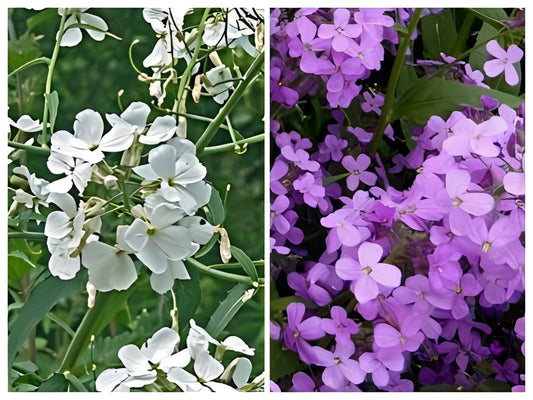 Hesperis matronalis (Damastbloem) - 'Mix'