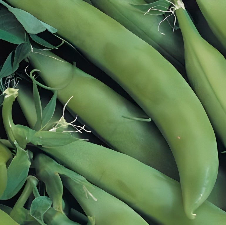 Doperwten - 'Delikett' (Sugar Snap)