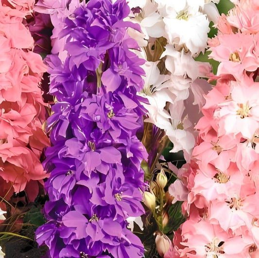Delphinium ajacis - 'Hyacinth Dwarf Mix'