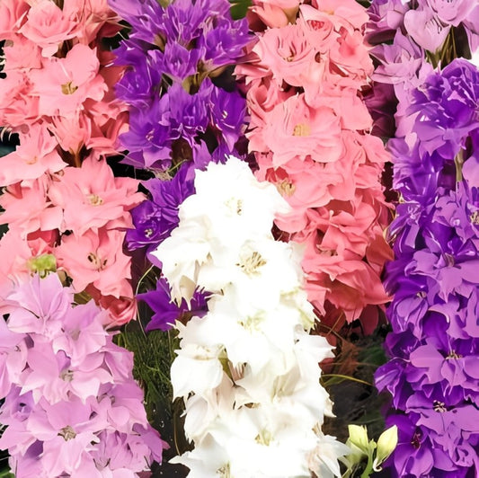 Delphinium ajacis - 'Hyacinth Tall Mix'