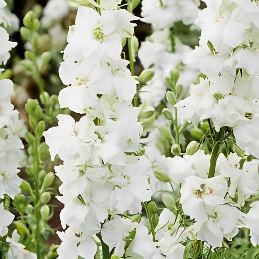 Delphinium consolida - 'White King'