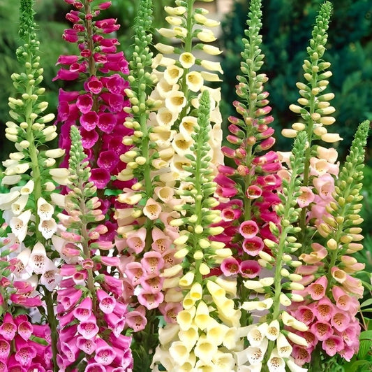 Digitalis purpurea - 'Gloxiniaeflora Mix'