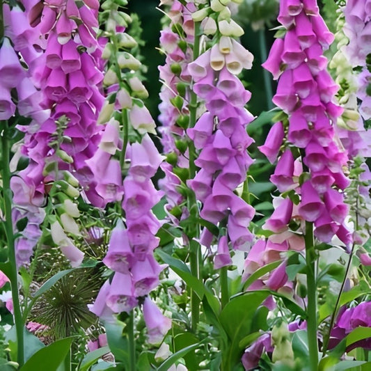 Digitalis purpurea - 'Purple'