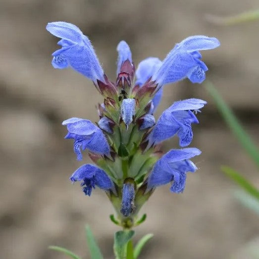 Dracocephalum moldavica (Drakenkop)
