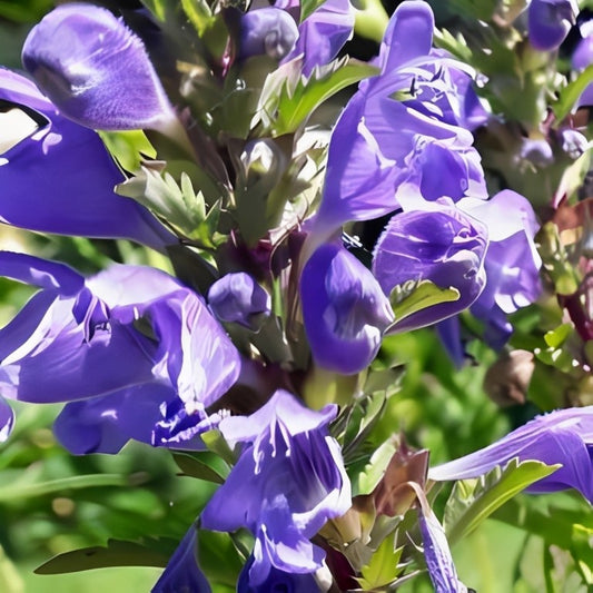 Dracocephalum moldavica (Drakenkop)