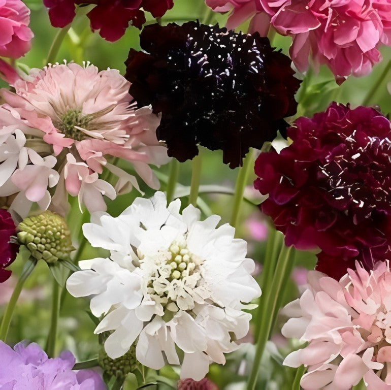 Scabiosa atropurpurea (Duifkruid) - 'Mixed'