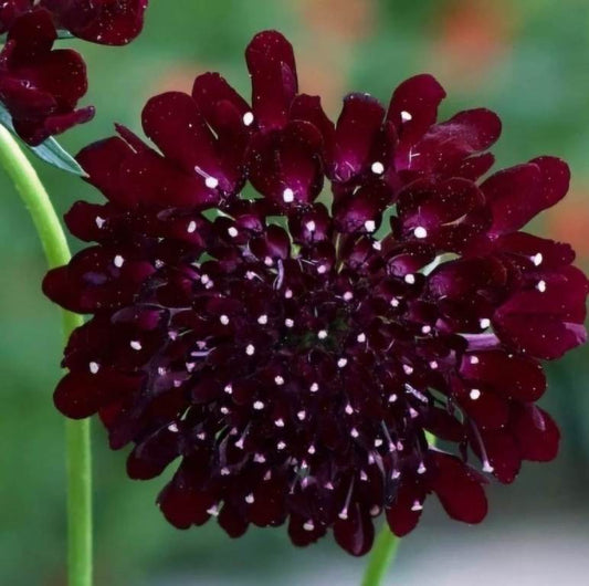 Scabiosa atropurpurea - ‘Black Knight’