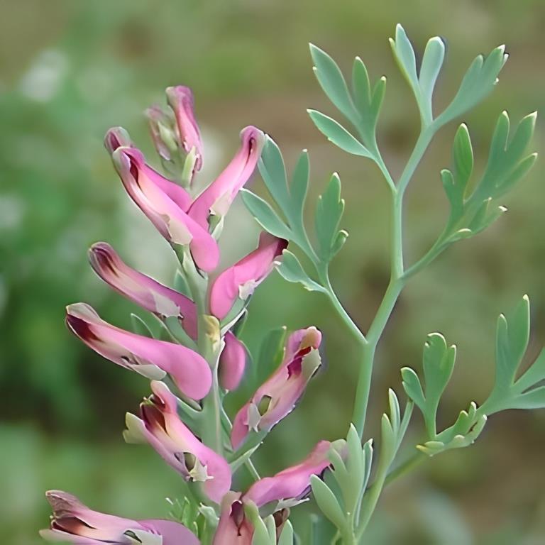 Duivekervel - 'Gewone'