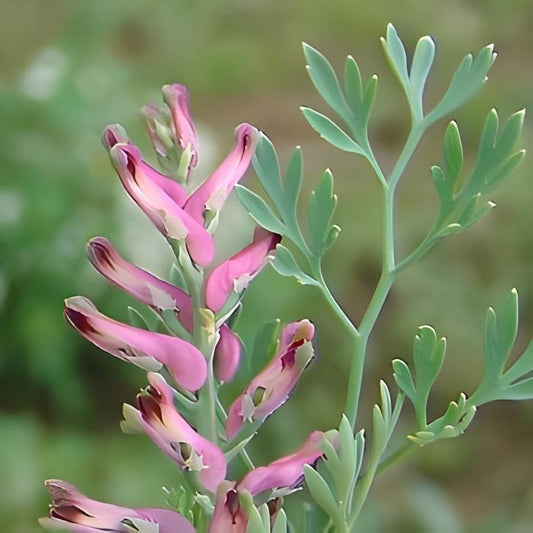 Duivekervel - 'Gewone'