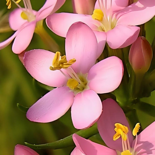 Echt Duizendguldenkruid